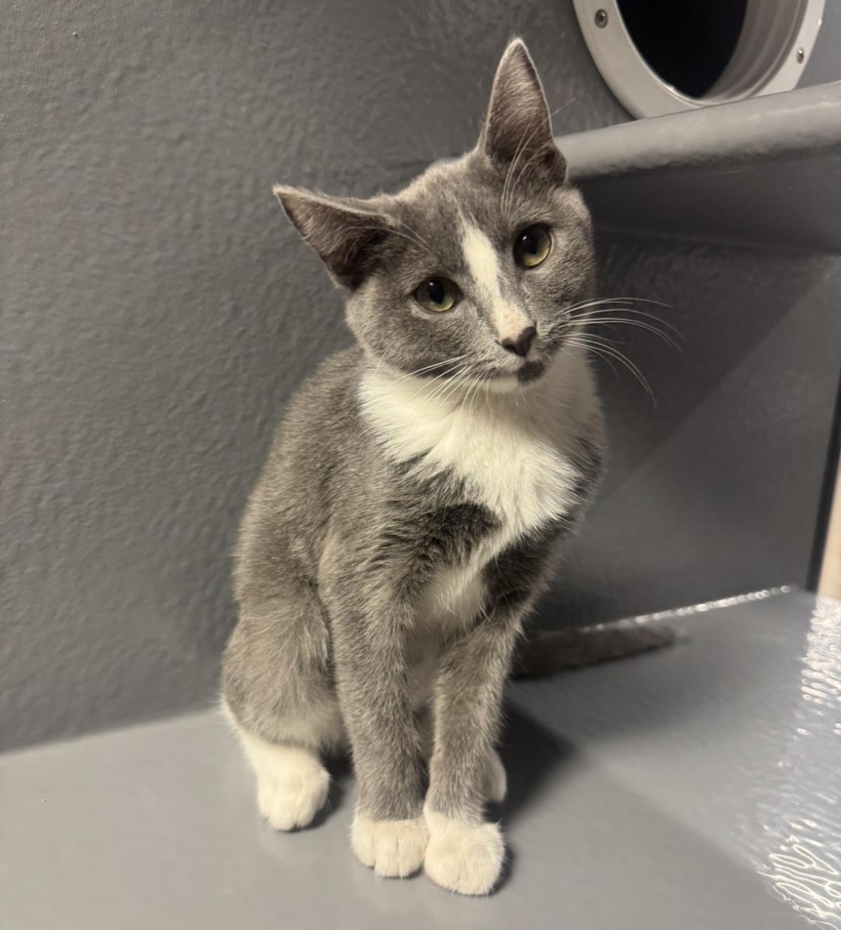 Photo of Mouse Summerville