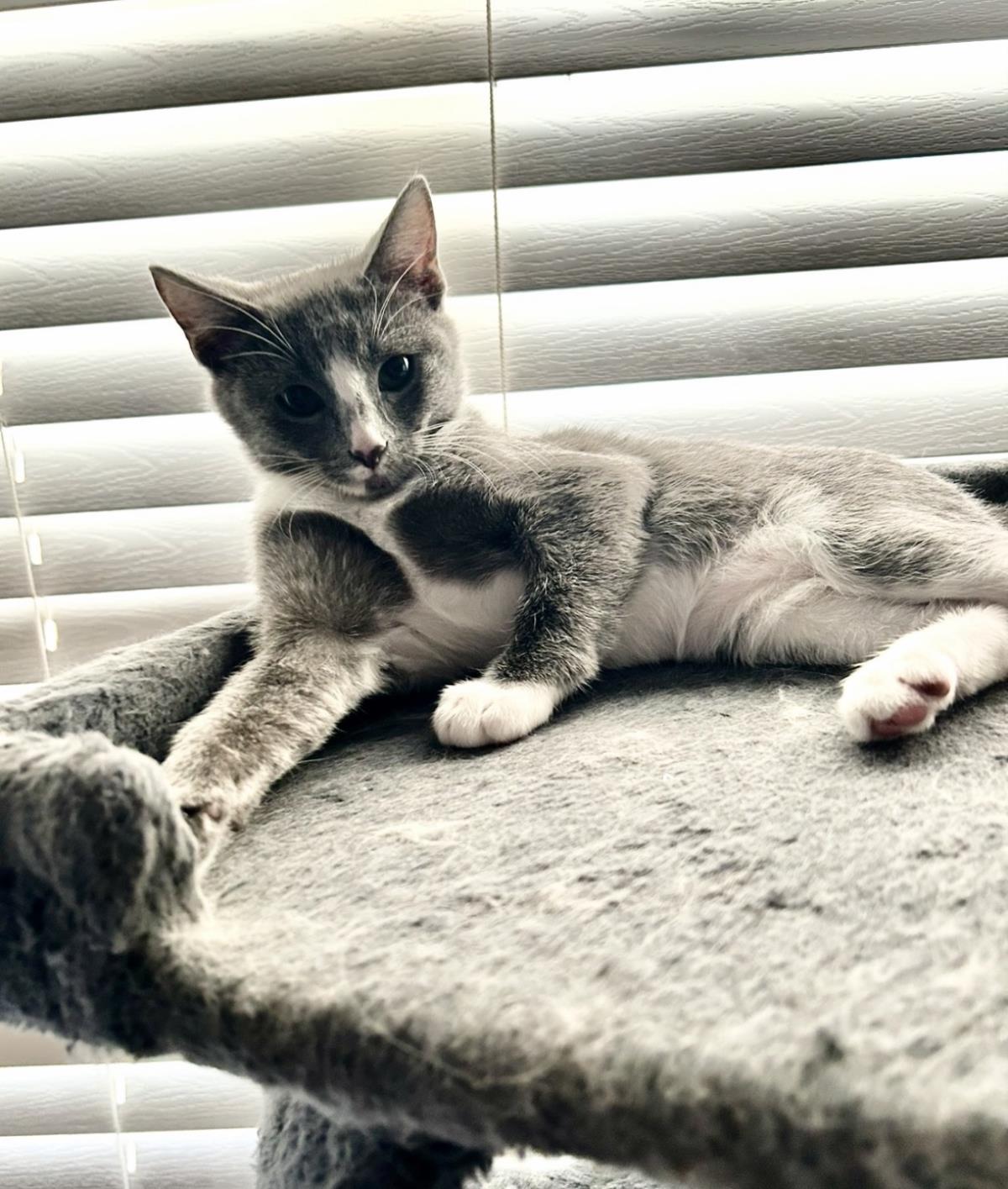 Photo of Mouse Summerville