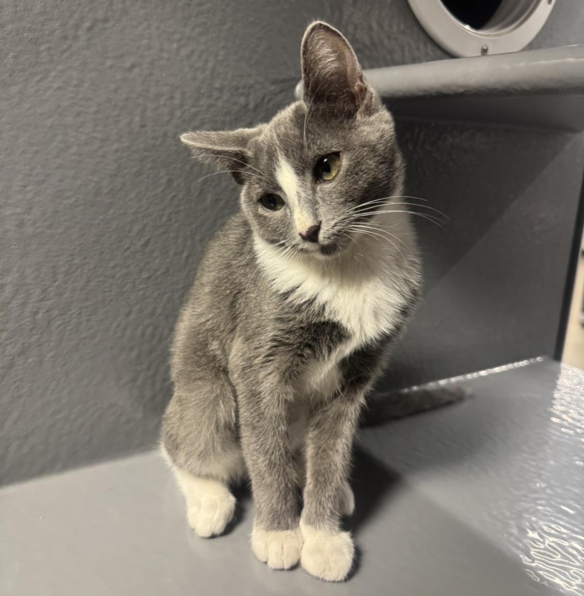 Photo of Mouse Summerville