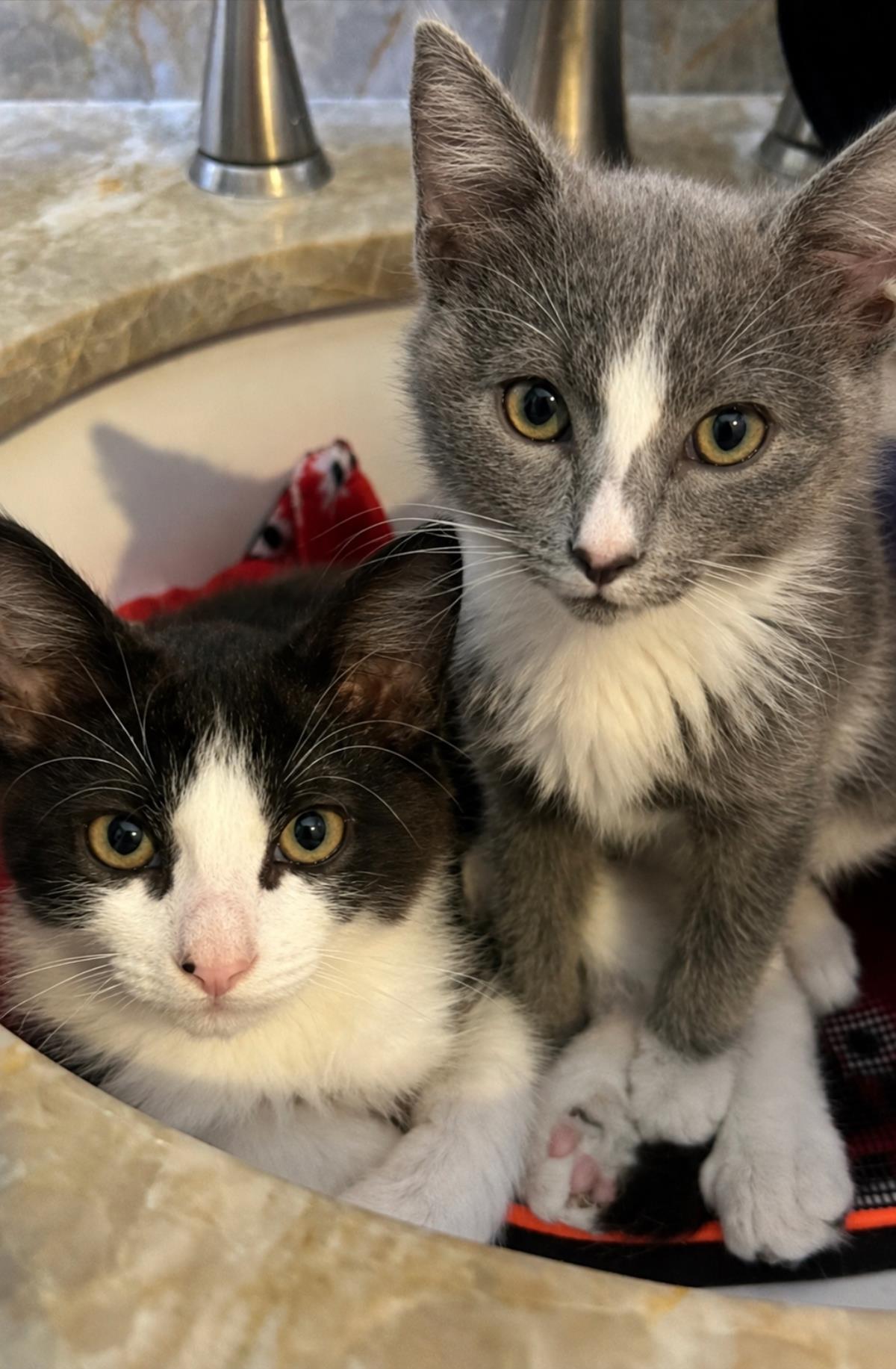 Photo of Mouse Summerville Bonded With Oreo-cookie