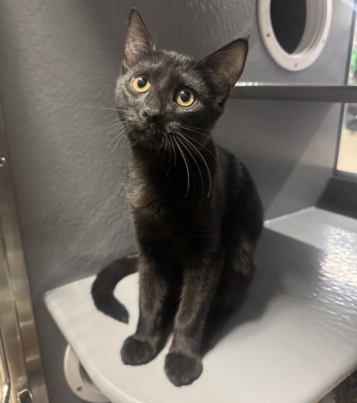 Photo of Crow Wiggles