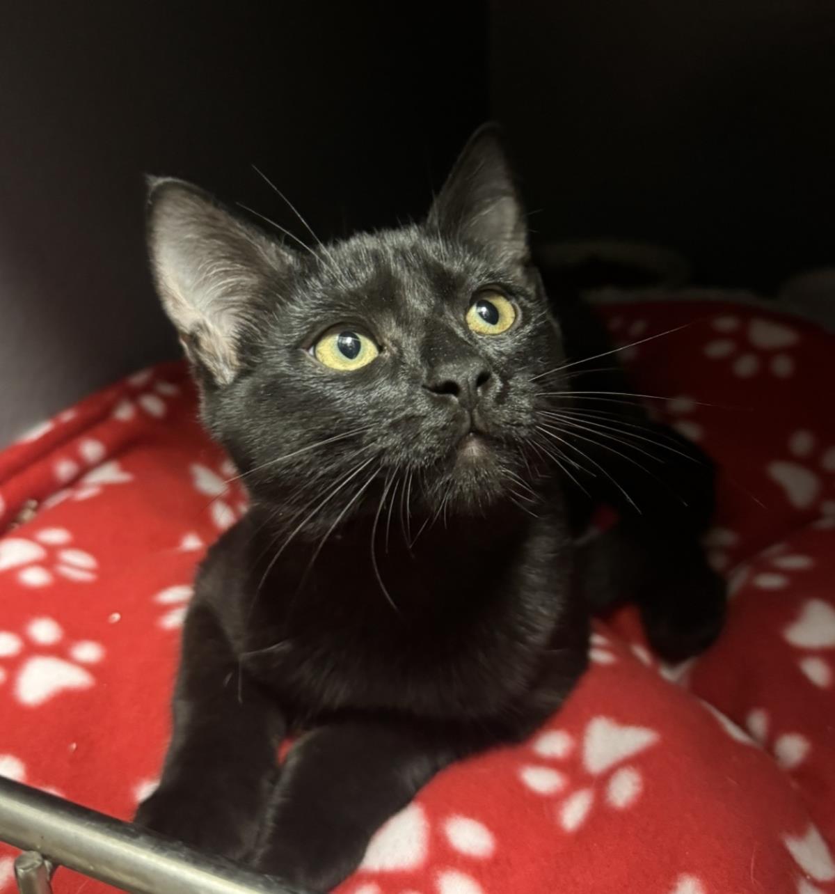 Photo of Crow Wiggles