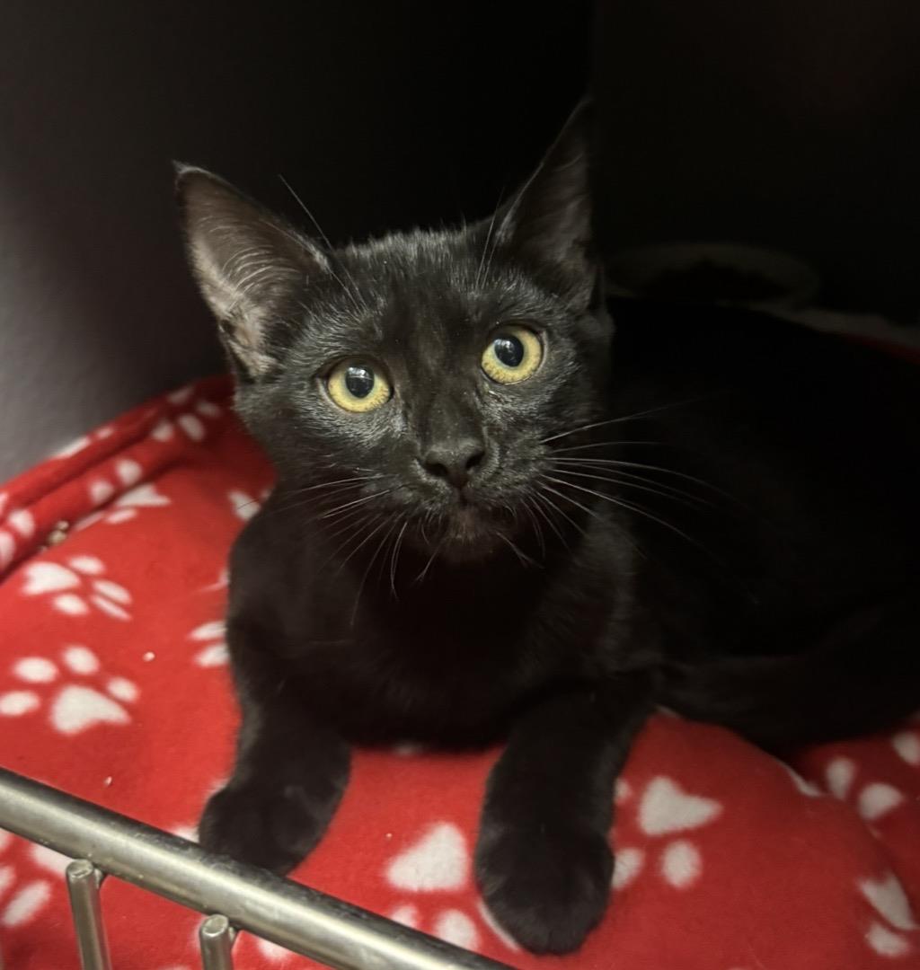 Photo of Crow Wiggles