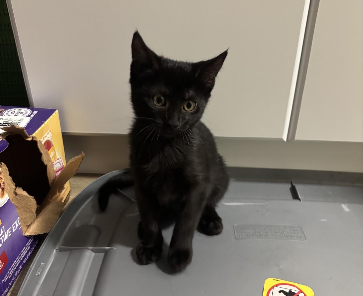 Photo of Crow Wiggles