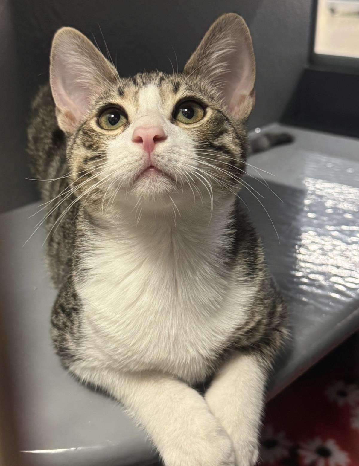 Photo of Mouse Wiggles