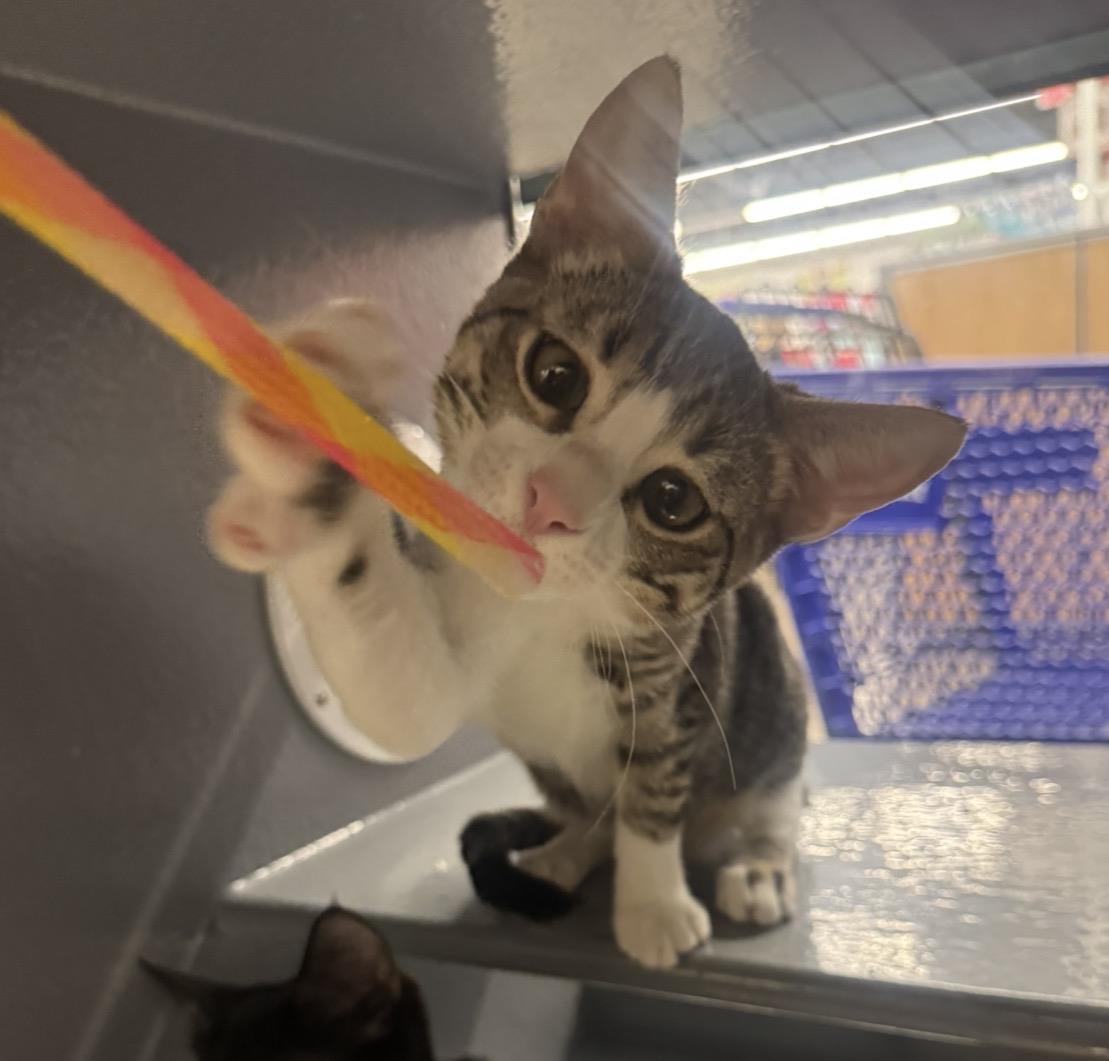 Photo of Mouse Wiggles