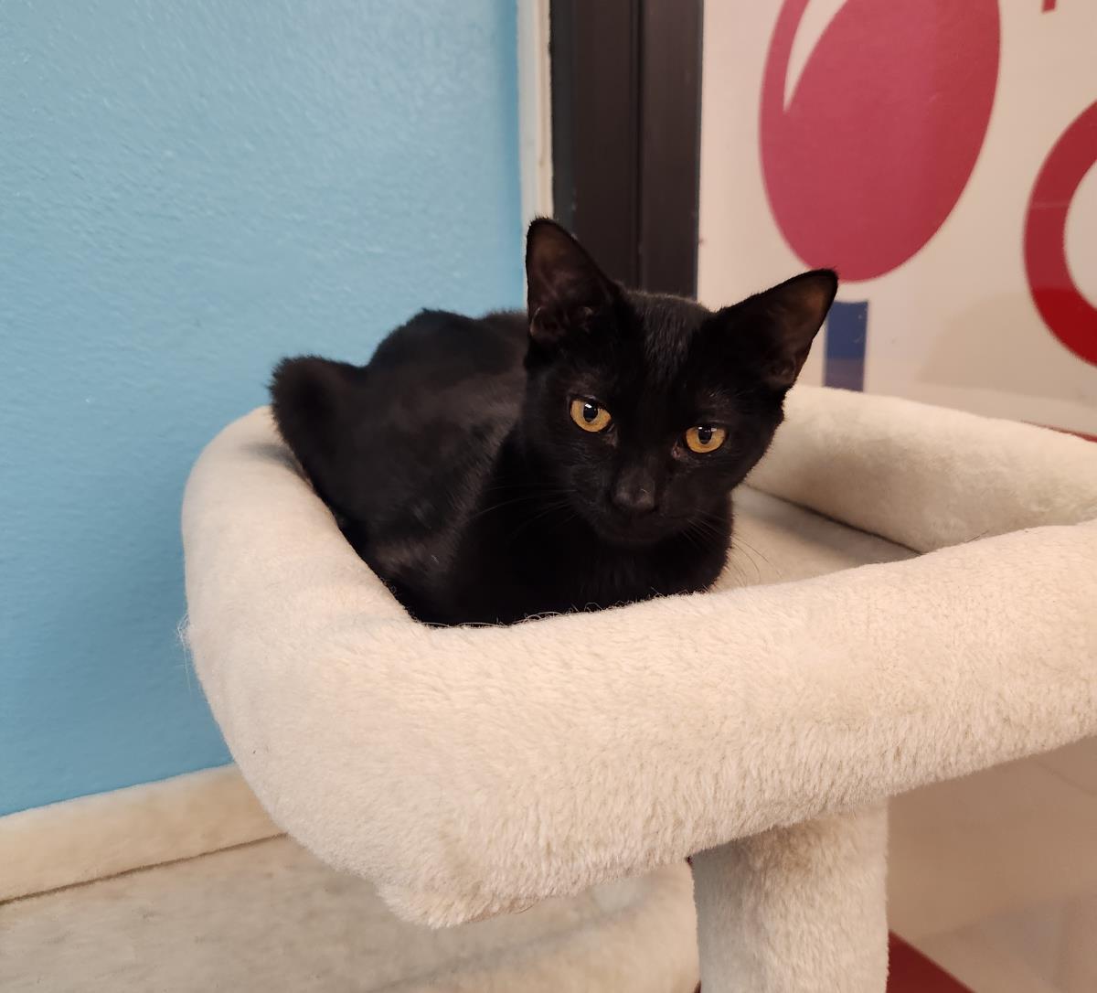 Photo of Midnite Nightfall