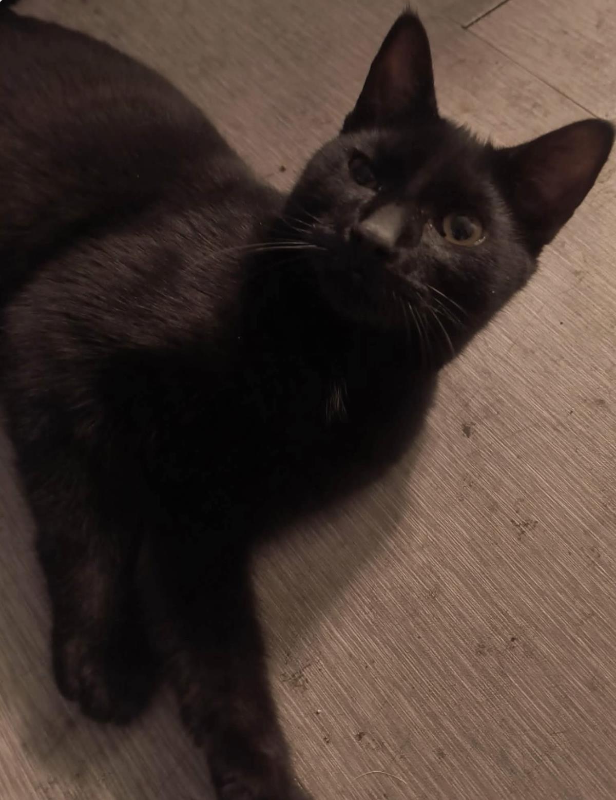 Photo of Midnite Nightfall