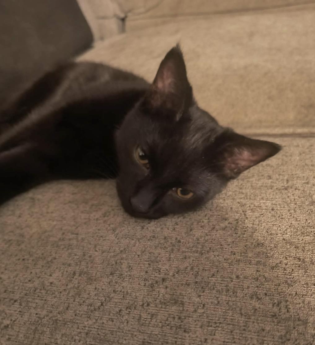 Photo of Midnite Nightfall