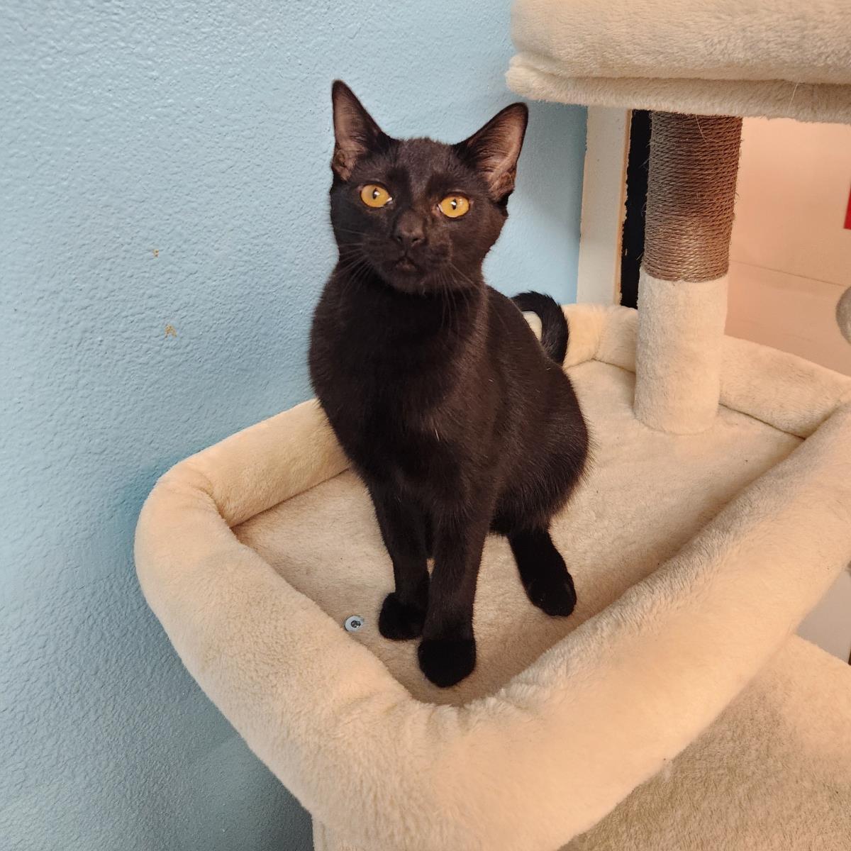 Photo of Midnite Nightfall