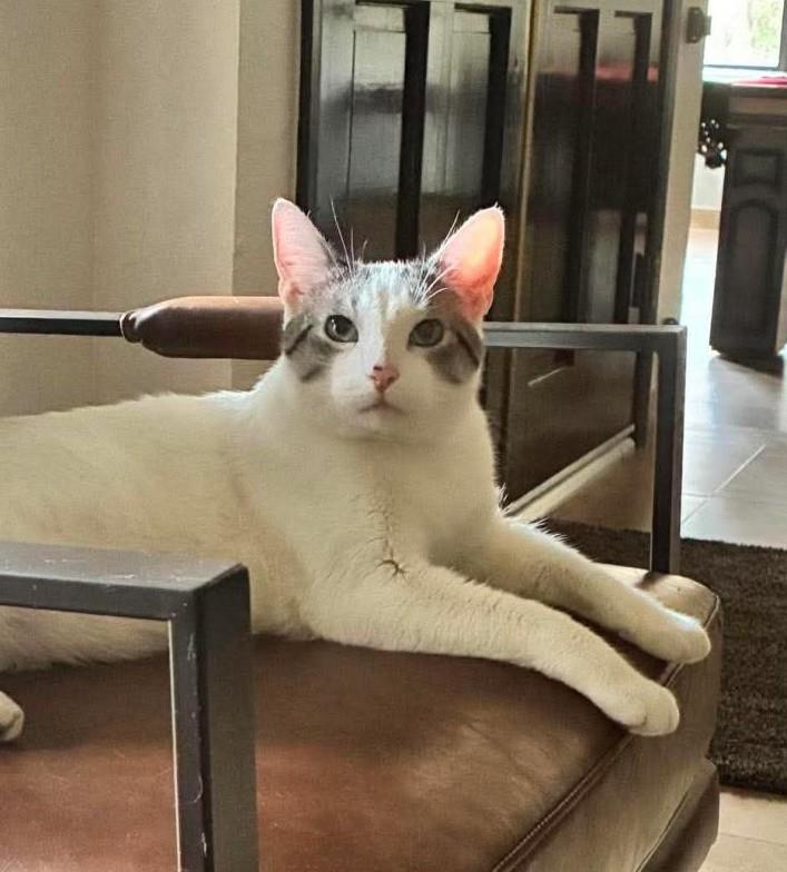 Photo of Marshmallow Muffinmaker Bonded With Simon