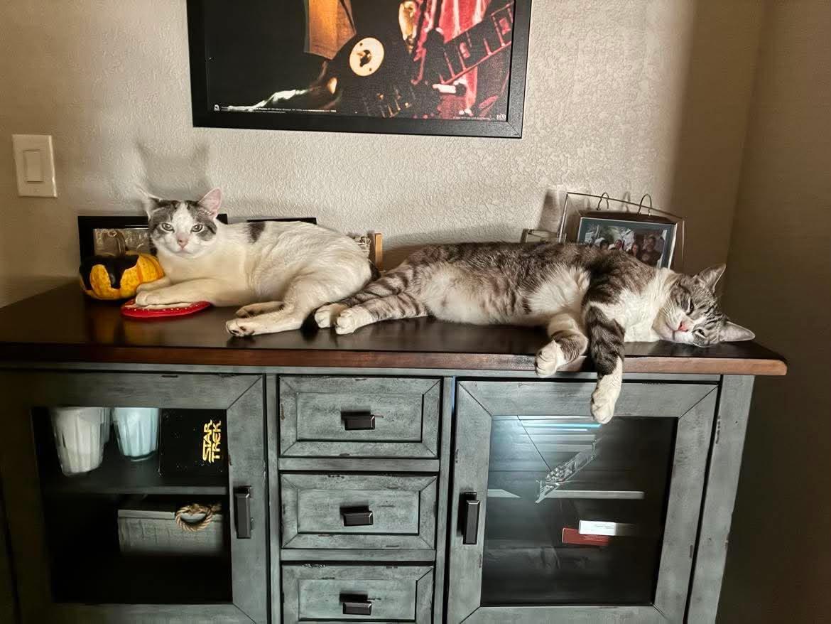 Photo of Marshmallow Muffinmaker Bonded With Simon