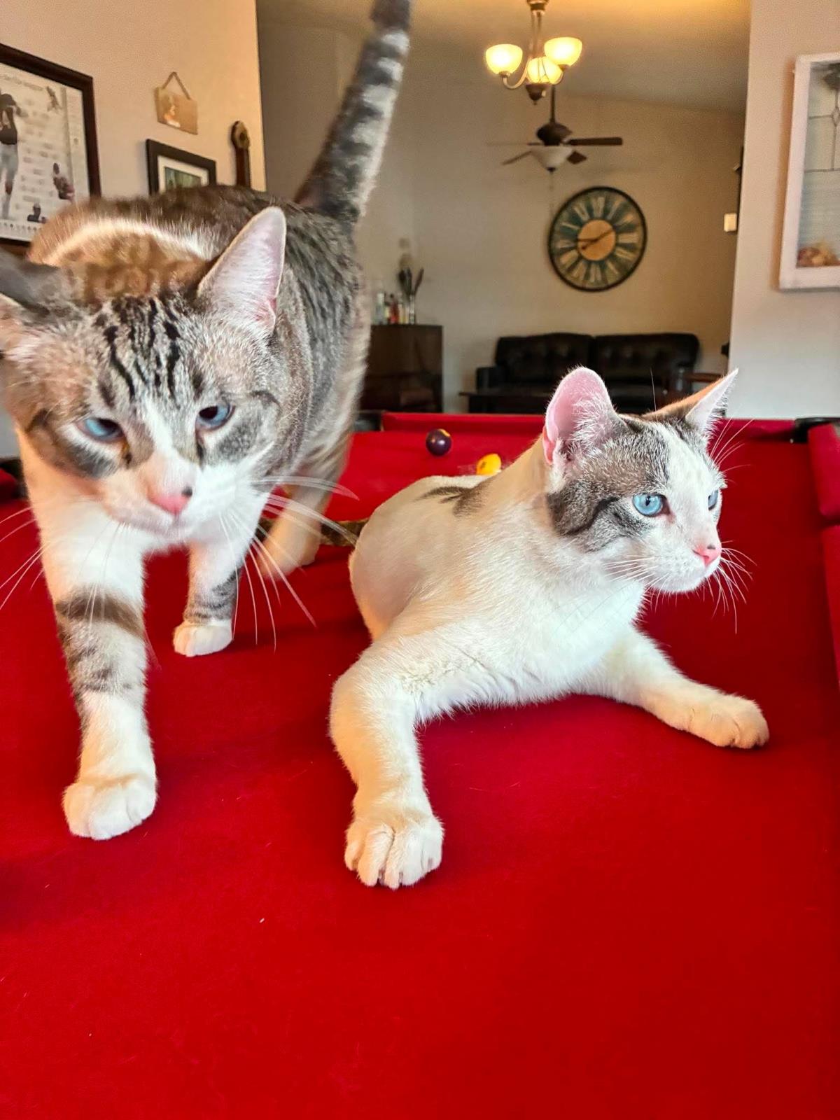 Photo of Simon Muffinmaker Bonded With Marshmallow