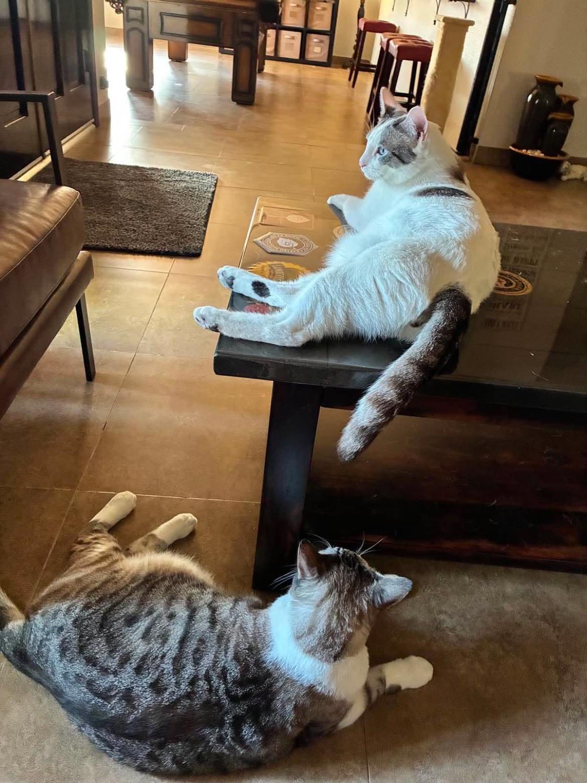 Photo of Simon Muffinmaker Bonded With Marshmallow