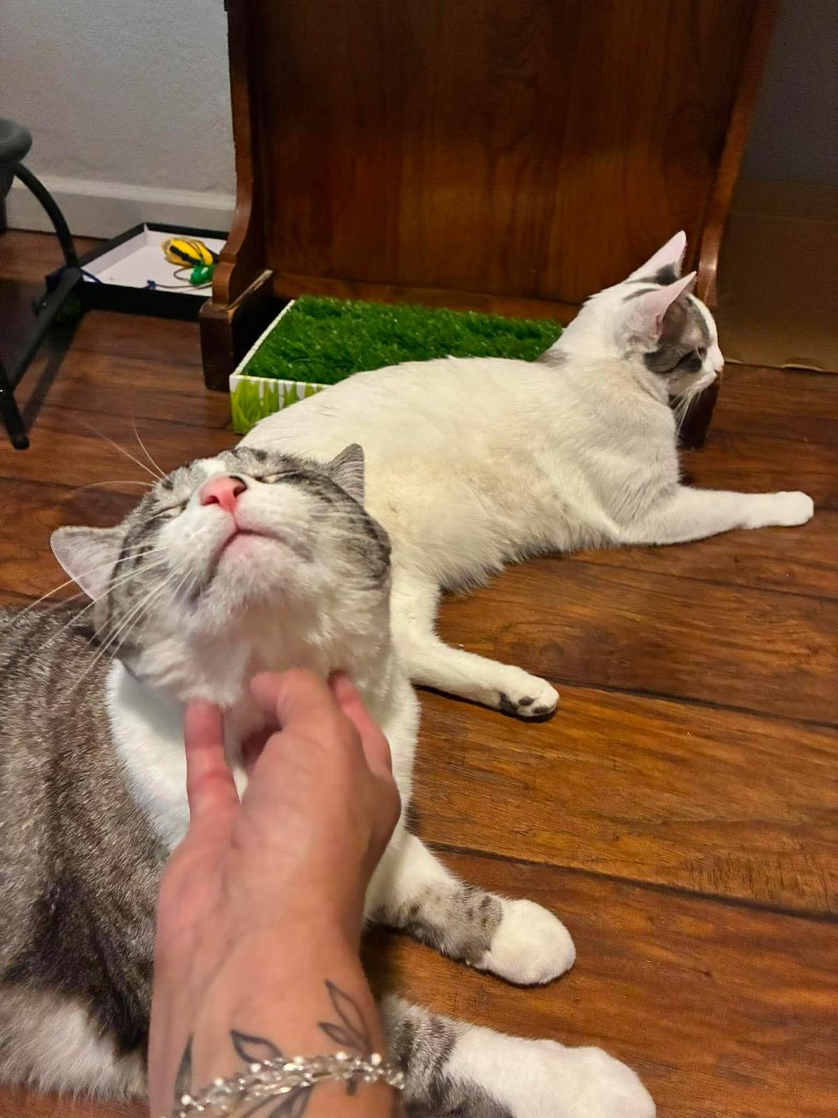 Photo of Simon Muffinmaker Bonded With Marshmallow