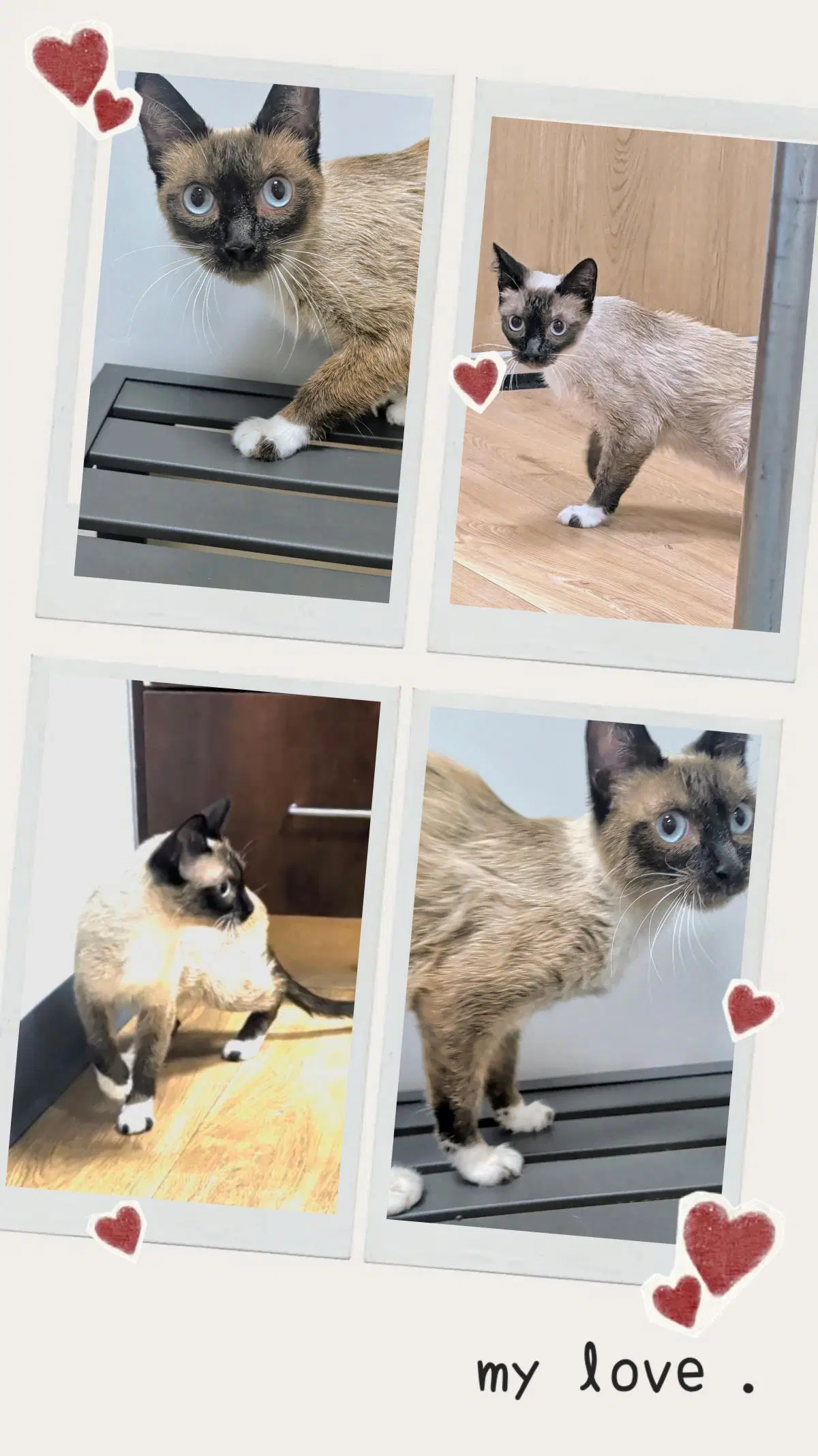 Mary Shino - Siamese