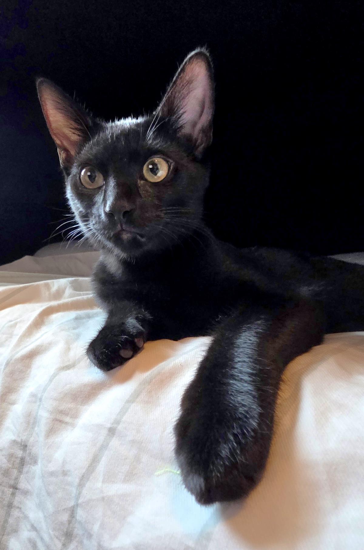 Photo of Bb Le Pew Bonded To Hershe
