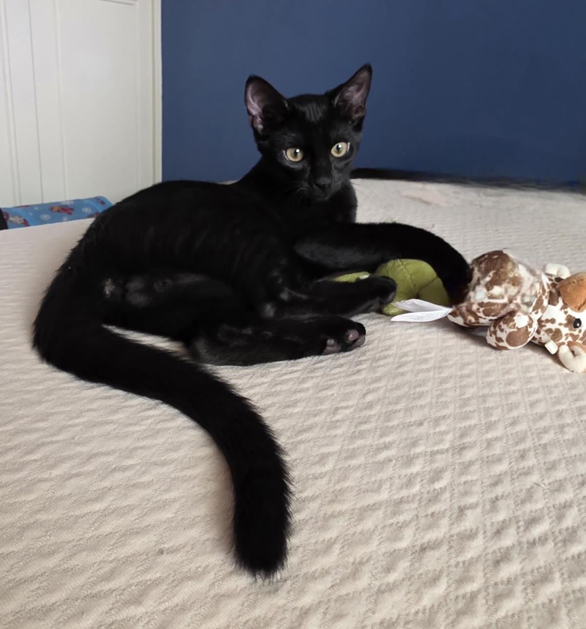 Photo of Bb Le Pew Bonded To Hershe