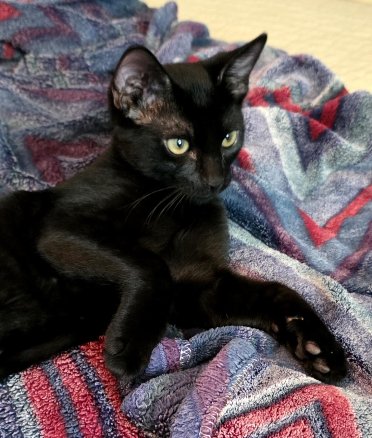 Photo of Bb Le Pew Bonded To Hershe