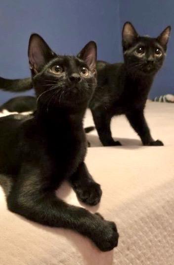 Photo of Hershe Le Pew Bonded To Bb