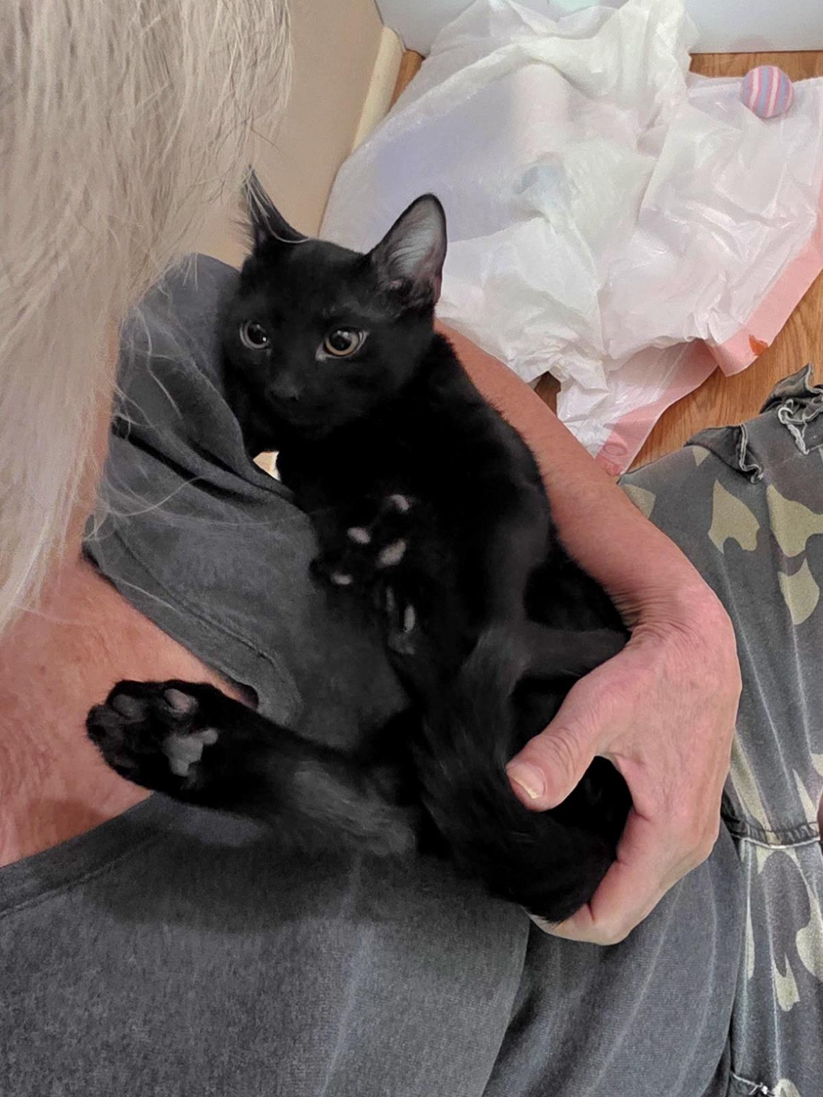 Photo of Hershe Le Pew Bonded To Bb
