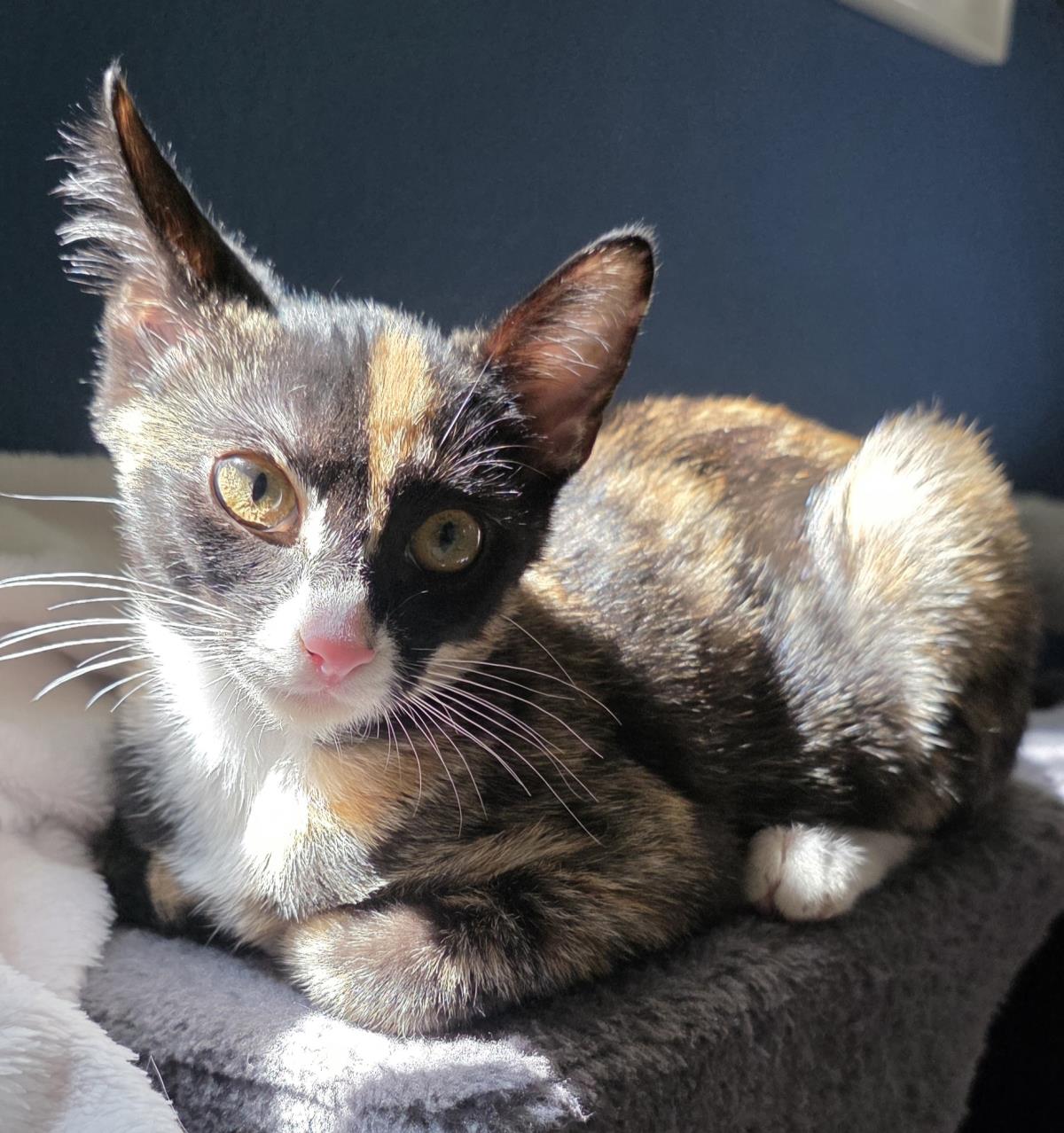 Photo of Penelope Le Pew