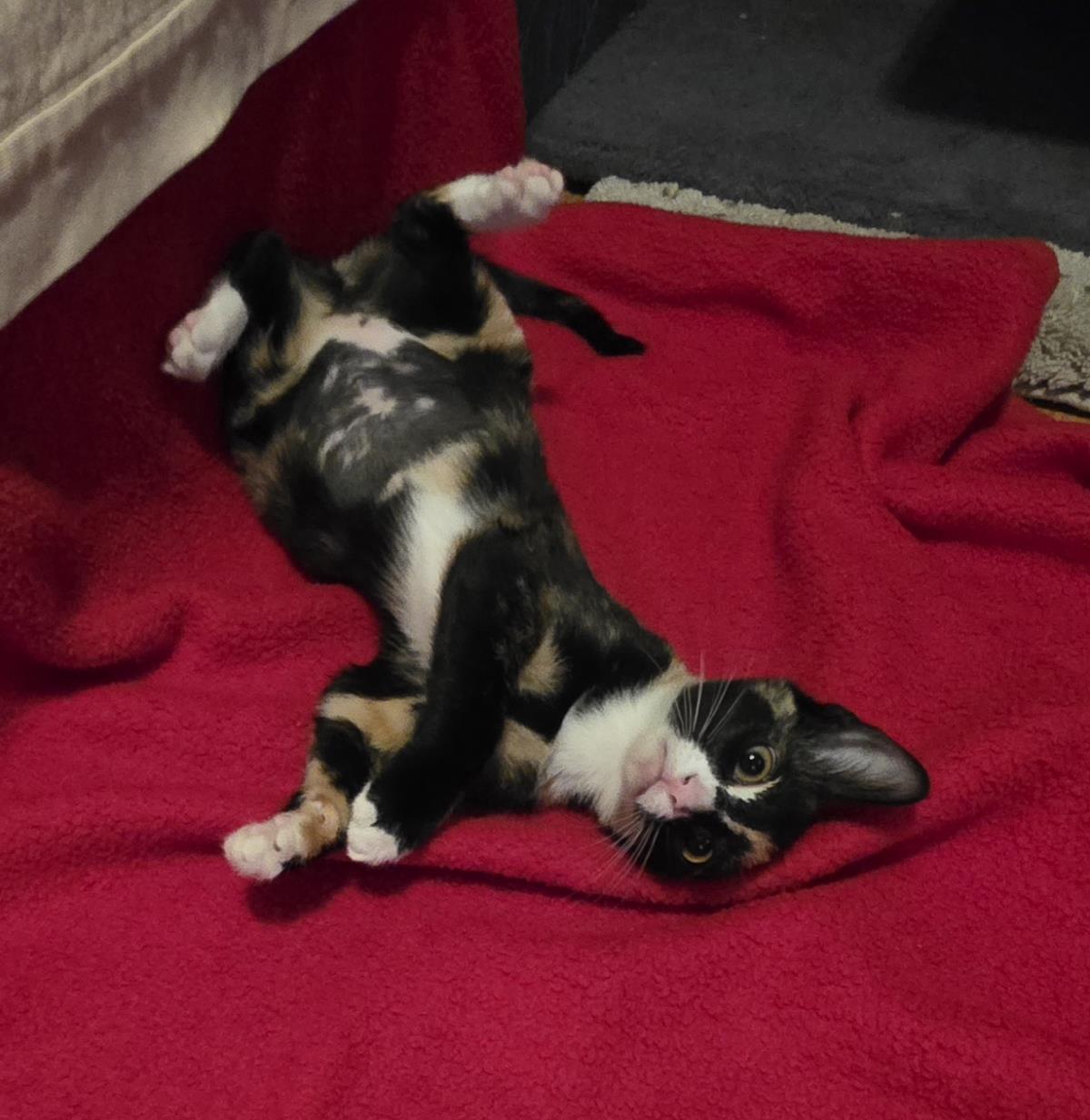 Photo of Penelope Le Pew