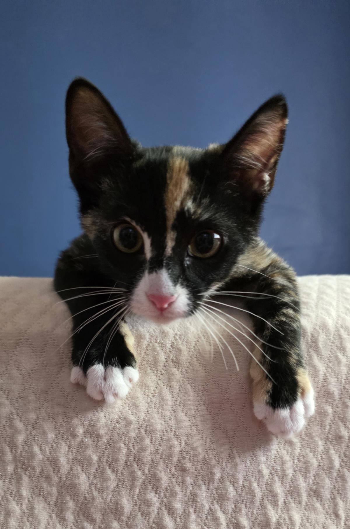 Photo of Penelope Le Pew
