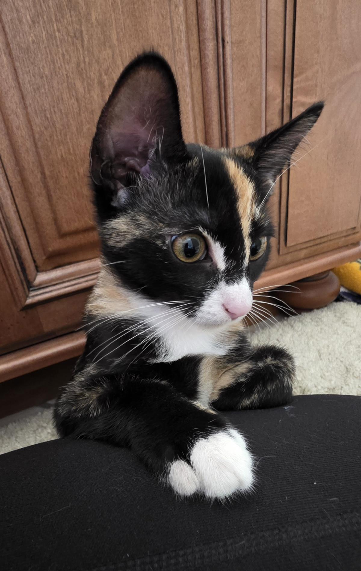 Photo of Penelope Le Pew