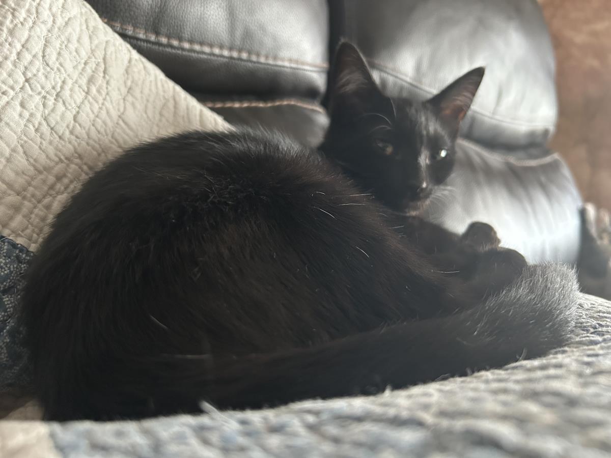 Photo of Porkie Pancakes