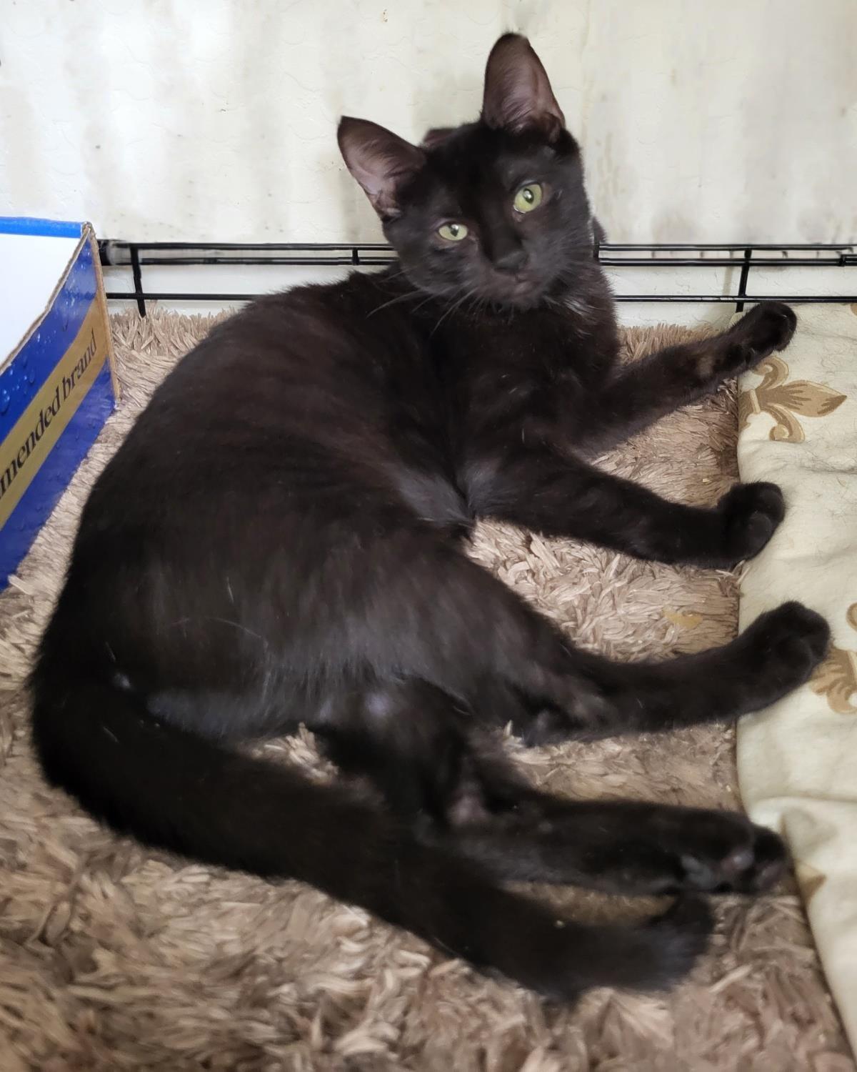 Photo of Guava Berri