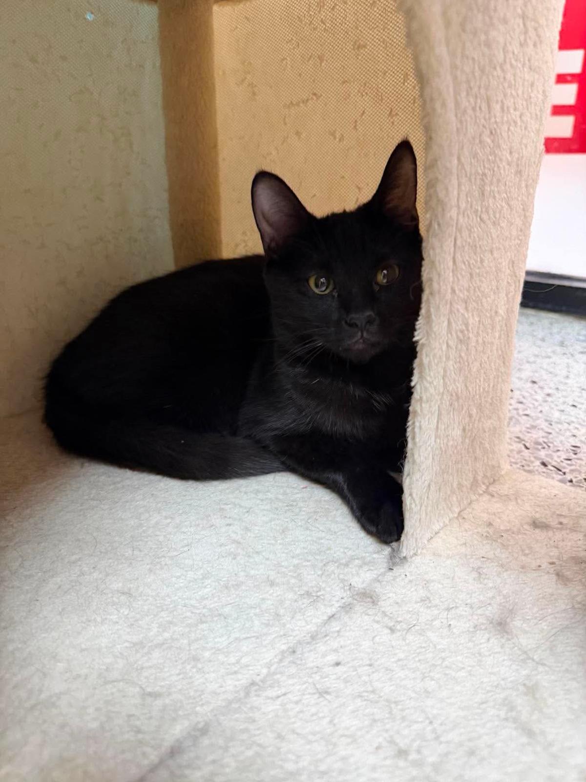 Photo of Guava Berri