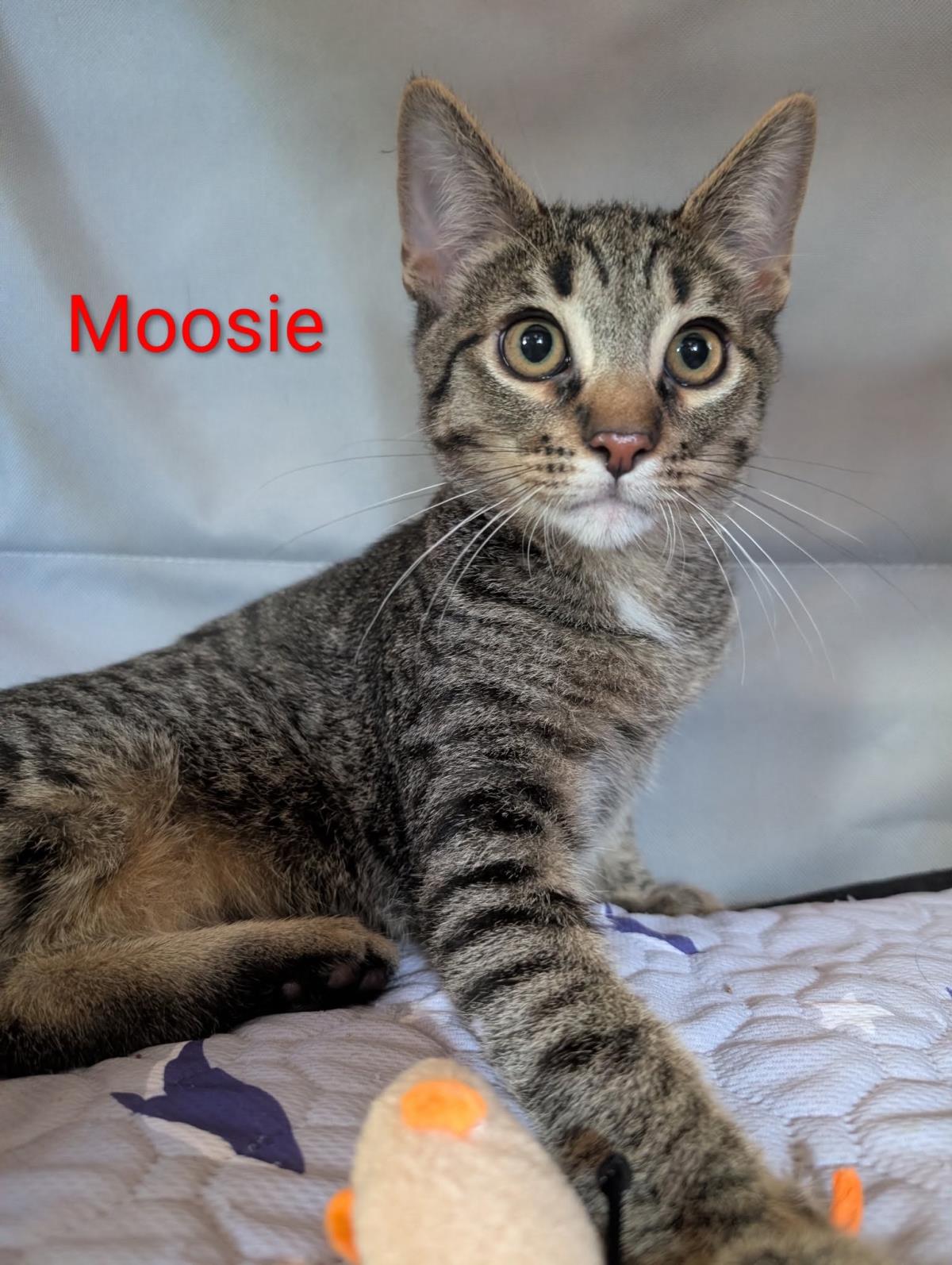 Photo of Moosie Heber