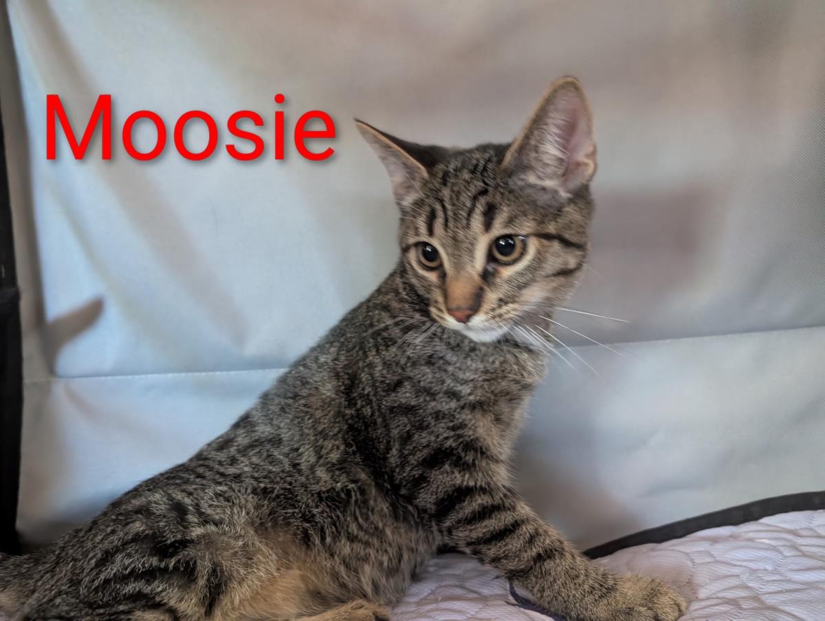 Photo of Moosie Heber