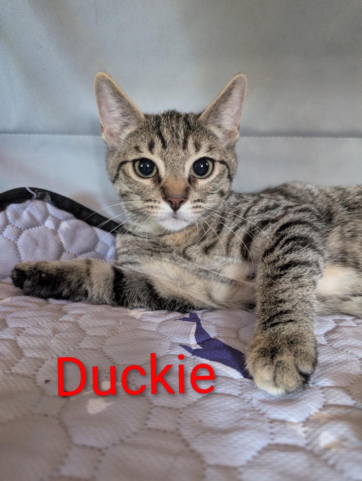 Photo of Duckie Heber