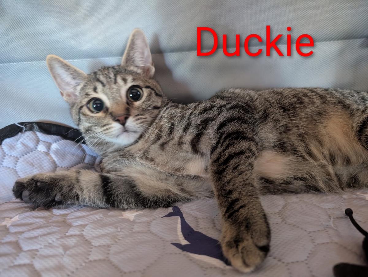 Photo of Duckie Heber