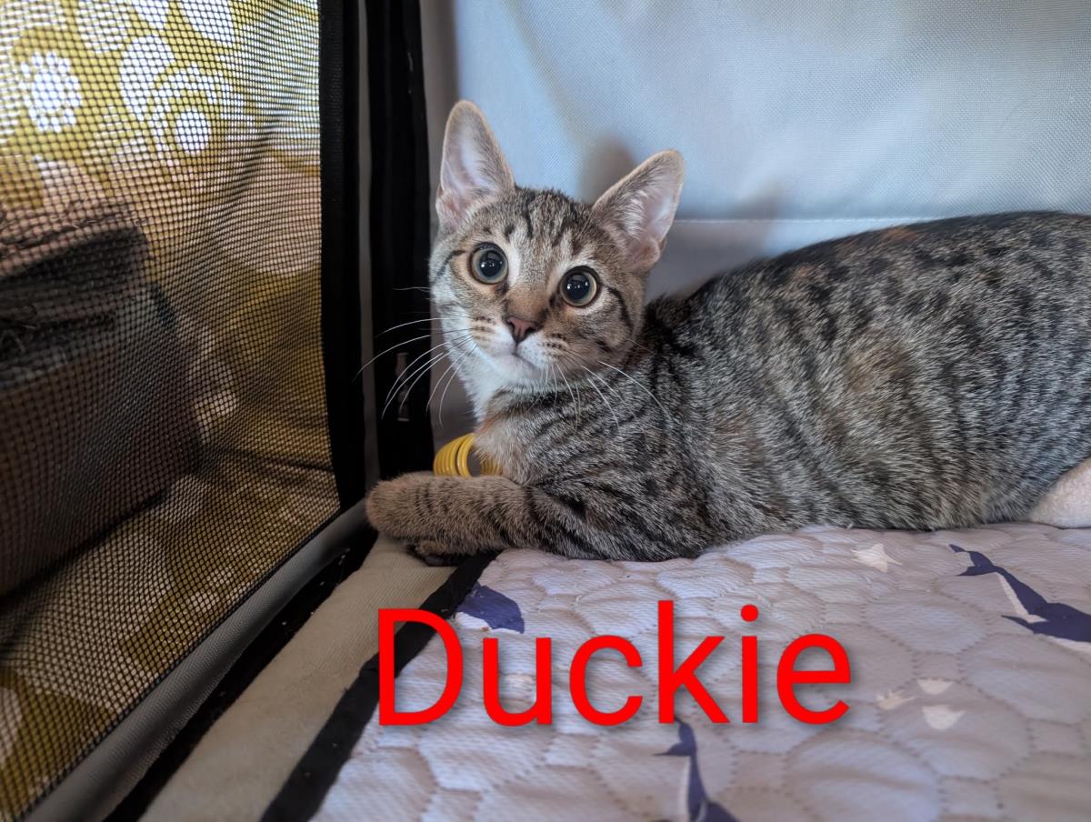 Photo of Duckie Heber