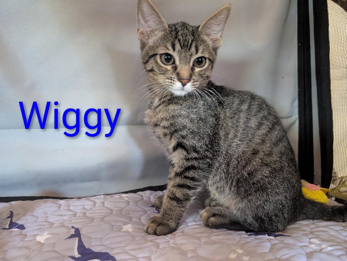 Photo of Wiggy Heber