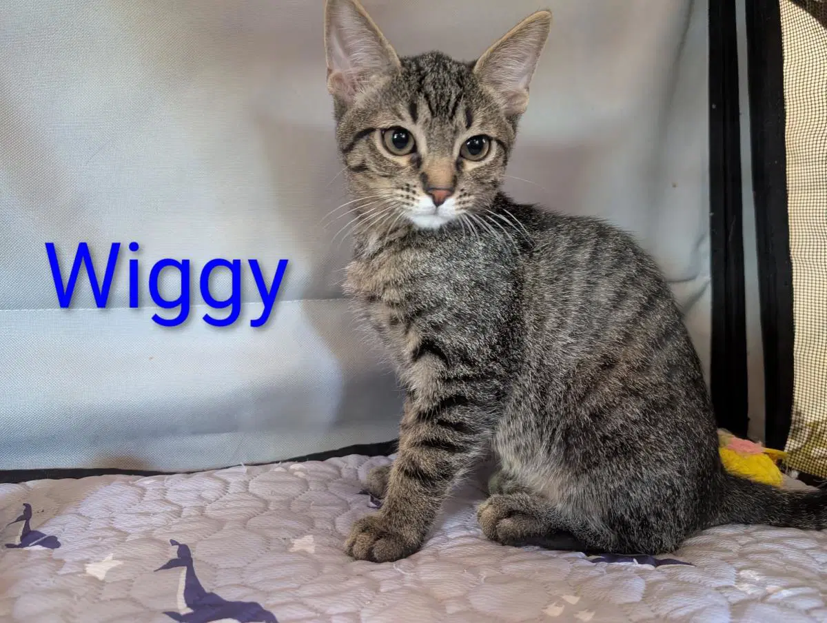 Wiggy Heber - Domestic Short Hair