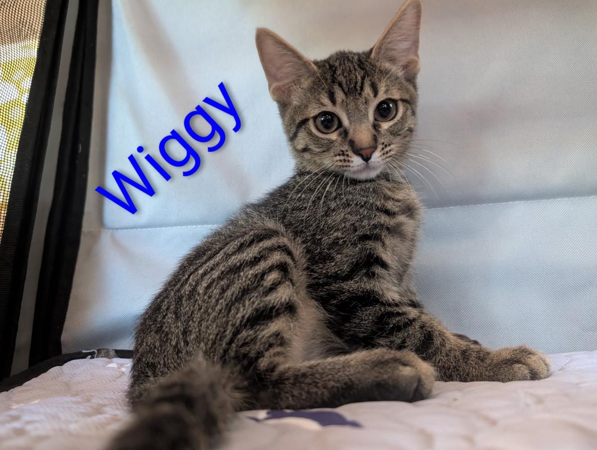 Photo of Wiggy Heber