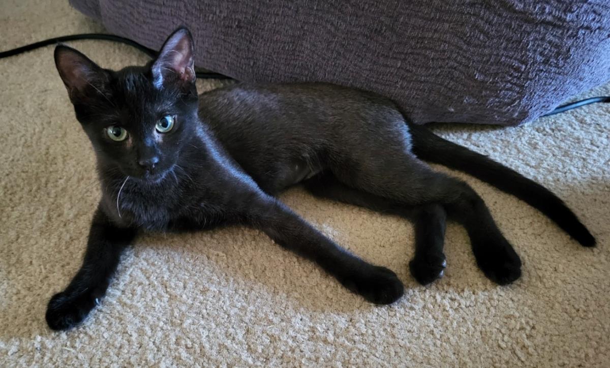 Photo of Kiwi Berri