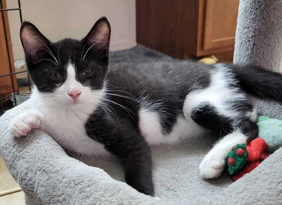 Goose Berri - Domestic Short Hair