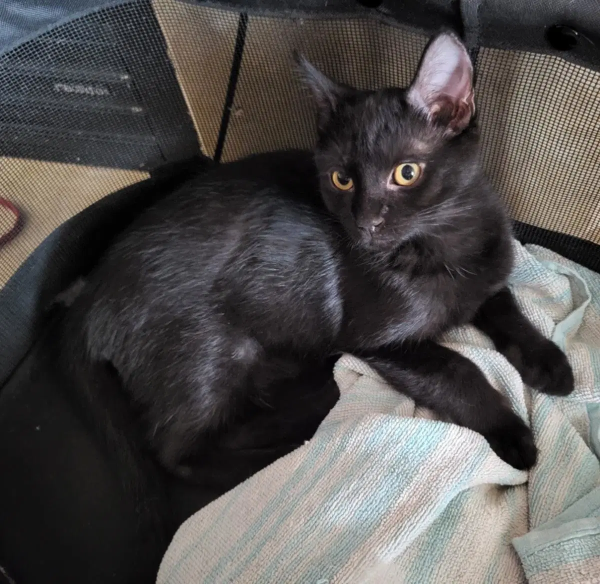 Goumi Berri - Domestic Short Hair
