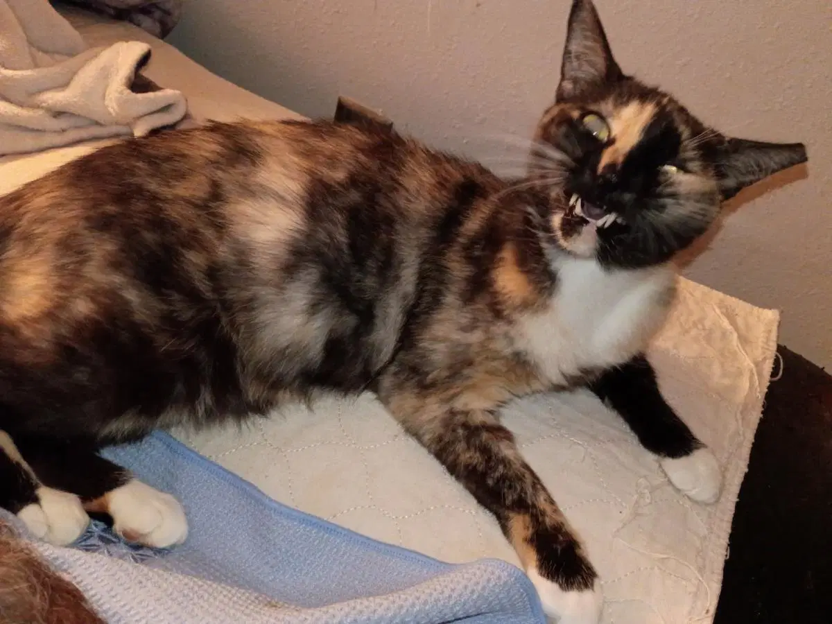 Holiday Meemaw - Domestic Short Hair