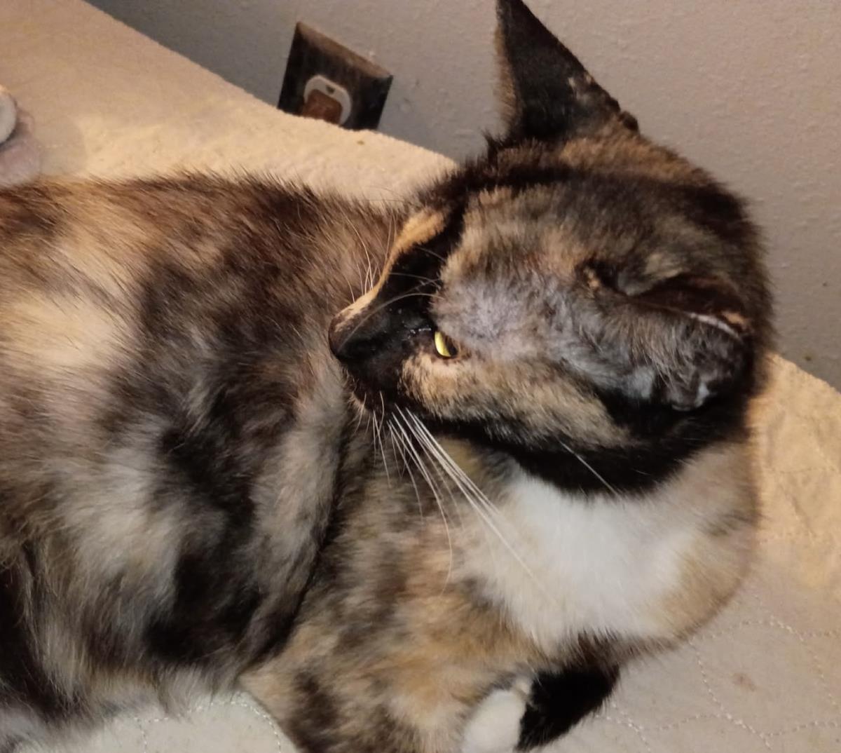 Photo of Holiday Meemaw