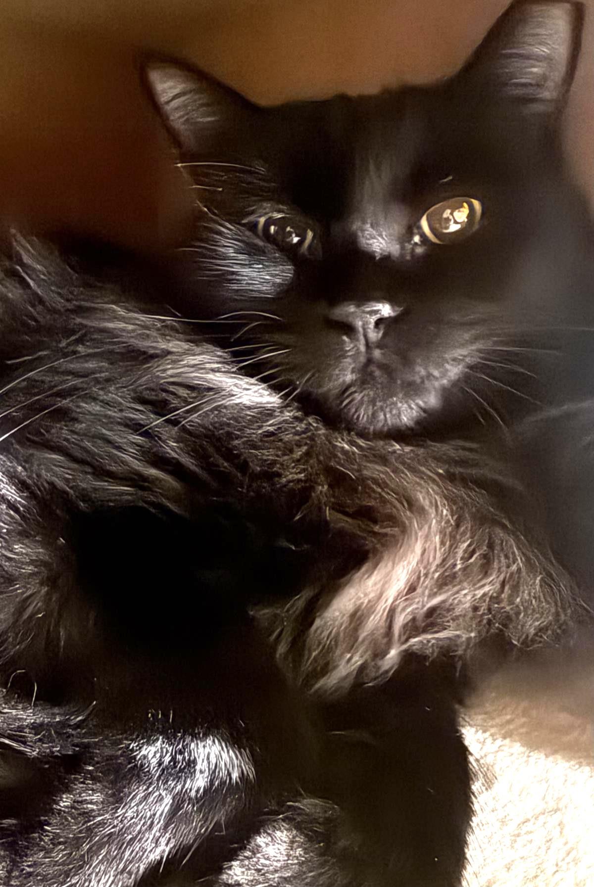 Photo of Wednesday Adams