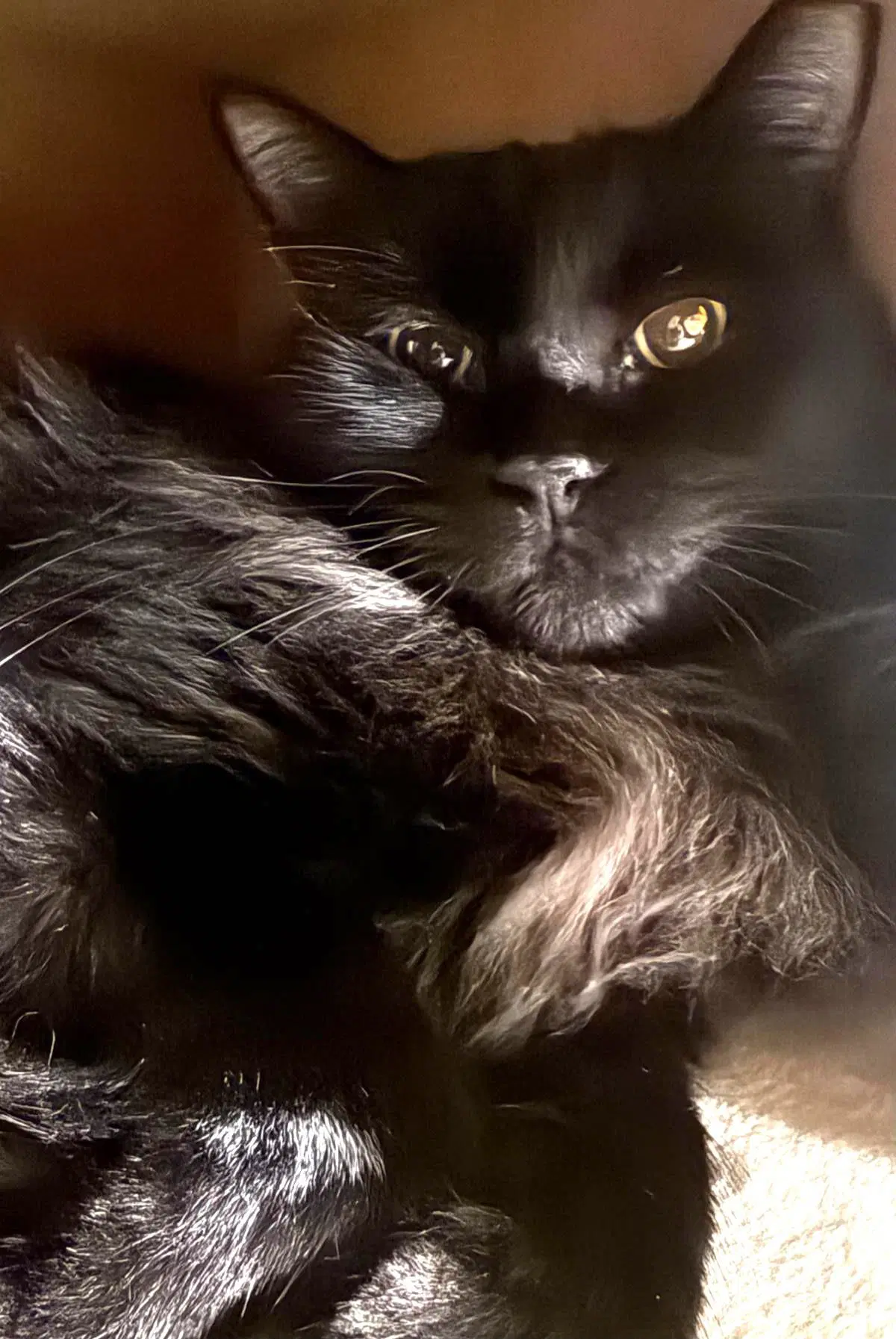 Wednesday Adams - Domestic Medium Hair