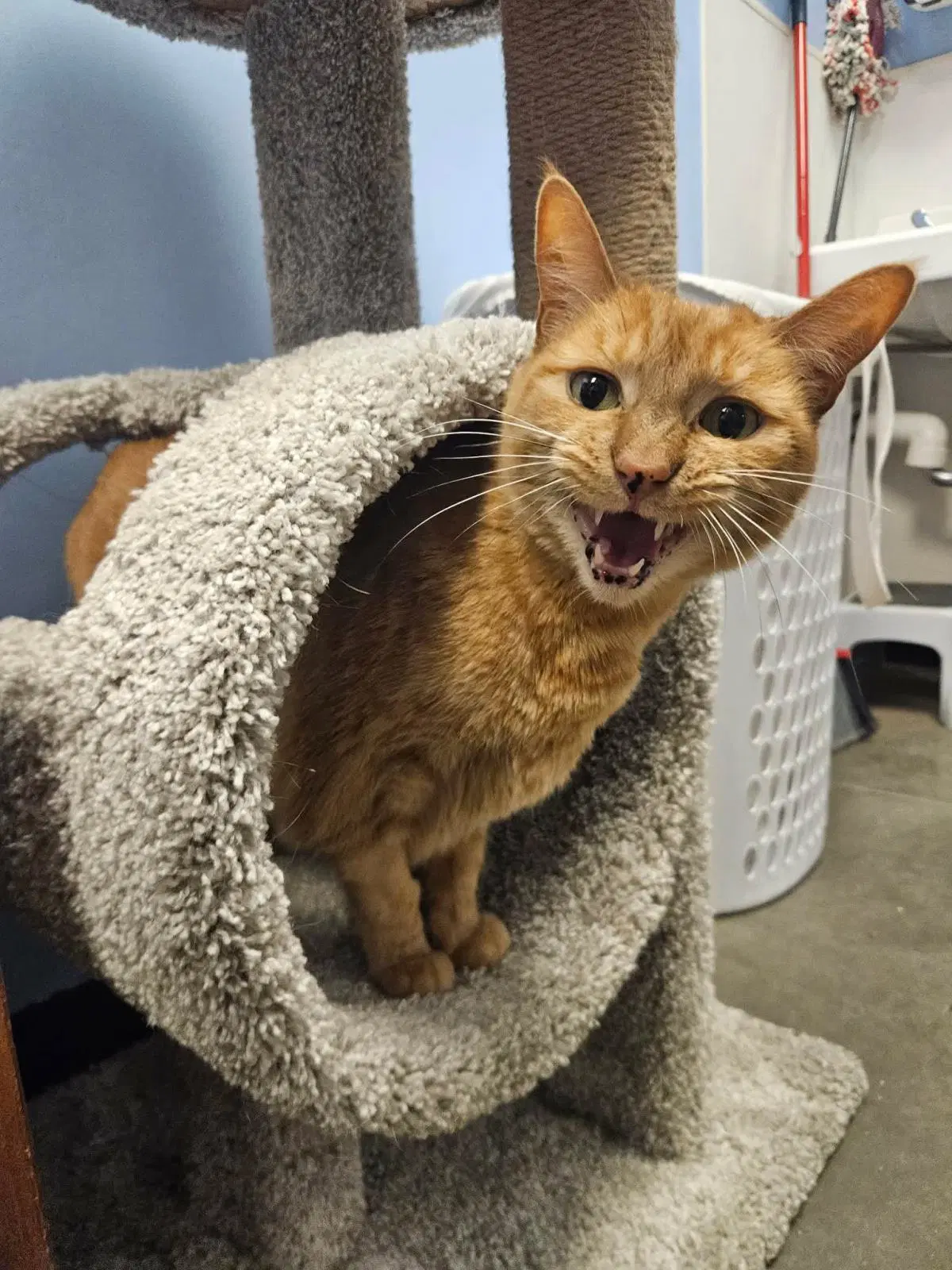 Jackie Marigold - Tabby
