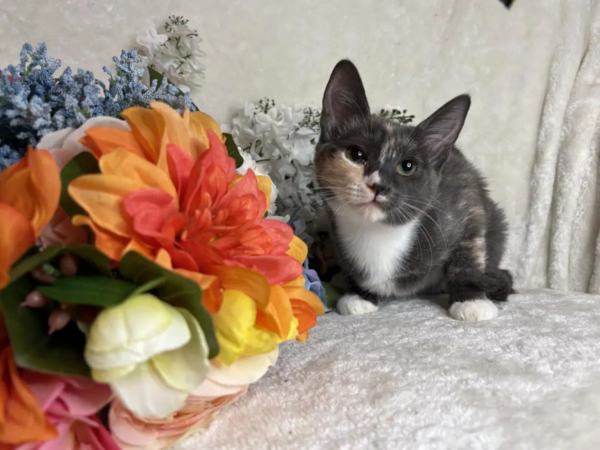 Chevy Zeze - Domestic Short Hair