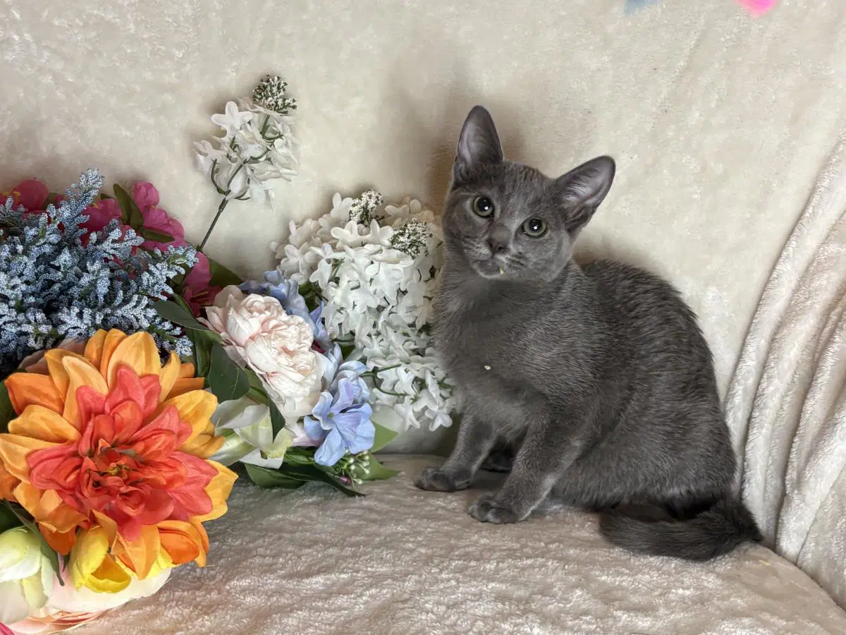 Legs Zeze - Domestic Short Hair